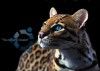 Ubuntu 11.10 disponible, descarga Oneiric Ocelot