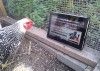 Animales vs tablets y smartphones (HUMOR)
