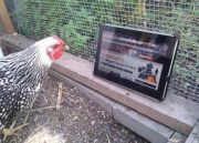 Animales vs tablets y smartphones (HUMOR)