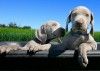 Snaptracs y su Tagg Pet Tracker, imposible que tu perro se pierda