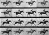 Google recrea «El caballo en movimiento» en memoria de Eadweard Muybridge