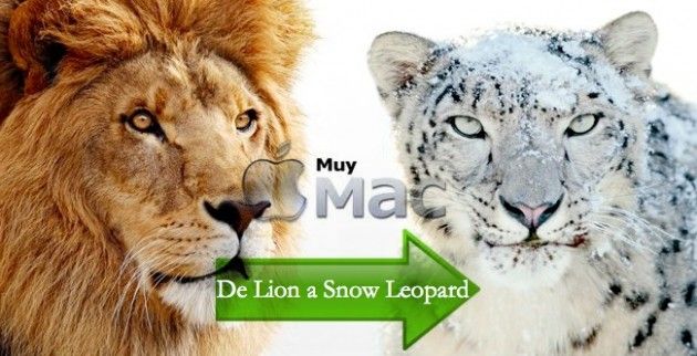 De Lion a Snow Leopard