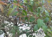 Ejemplo foto macro calle