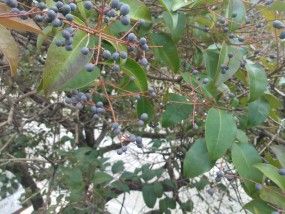 NOKIA Lumia 800_000045 Ejemplo foto macro calle