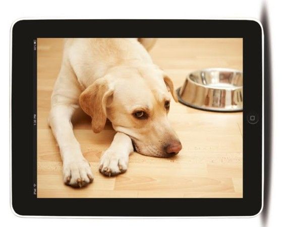 EyeOn Pet Monitor (2)