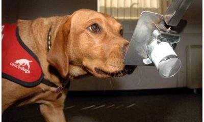 Perros contra el cáncer