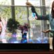 Así serán las OLED transparantes de Samsung