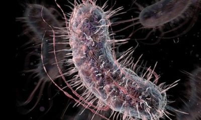 Bacterias modificadas detectan cáncer en la orina 41