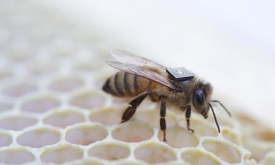 Chips de Intel ayudarán contra las muertes de las colonias de abejas