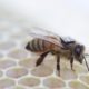 Chips de Intel ayudarán contra las muertes de las colonias de abejas