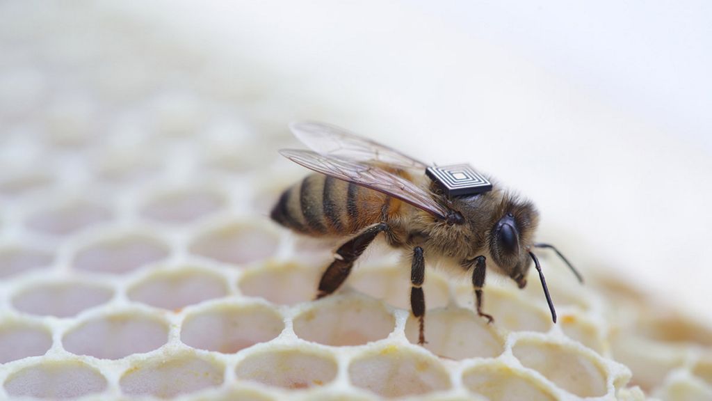 Chips de Intel ayudarán contra las muertes de las colonias de abejas