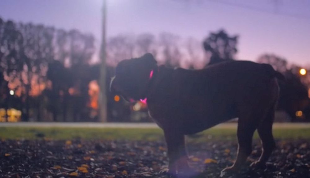 Collar inteligente para perros permite seguir su localización y su dieta