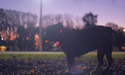 Collar inteligente para perros permite seguir su localización y su dieta