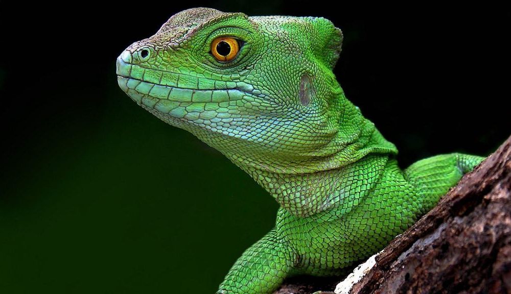 Seis adolescentes británicos detenidos por usar una herramienta de Lizard Squad