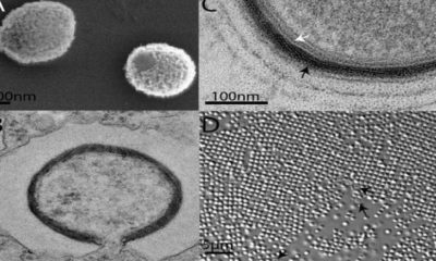 Científicos quieren reanimar un virus gigante de hace 30.000 años 71