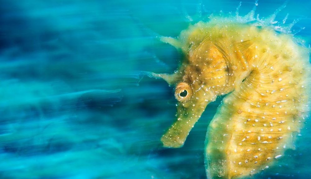 fotografía subacuática