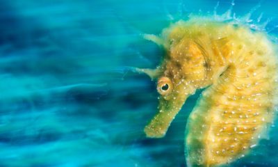 fotografía subacuática