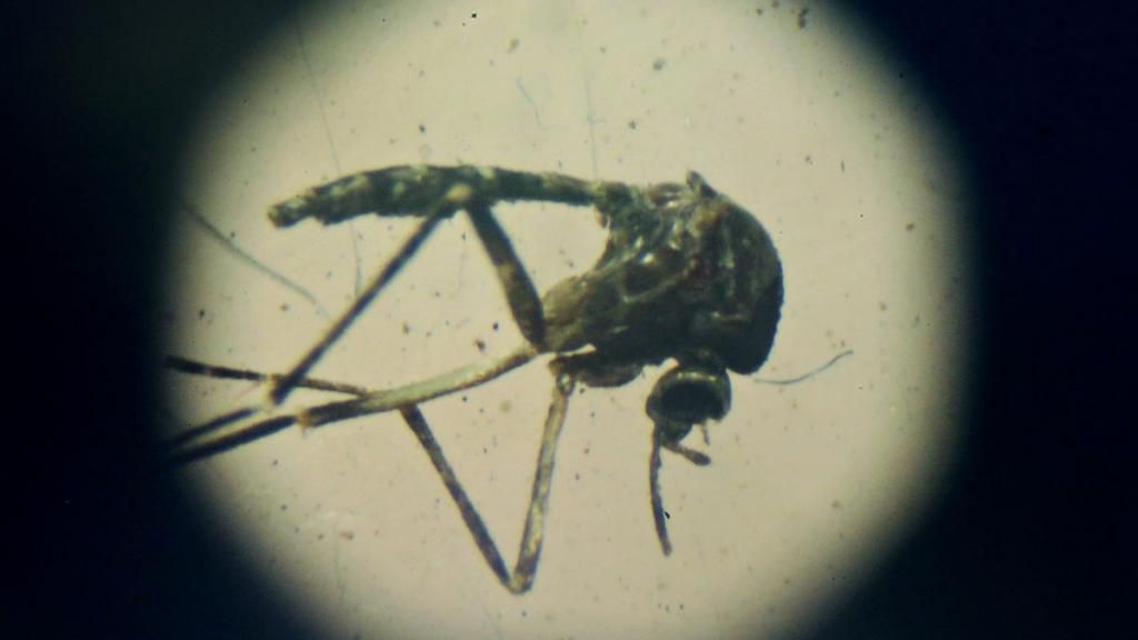 zika