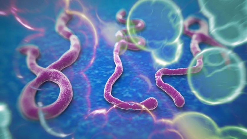 Crean una nueva vacuna eficaz contra el virus del Ébola