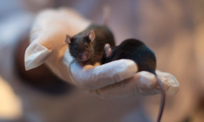 esperma en el espacio