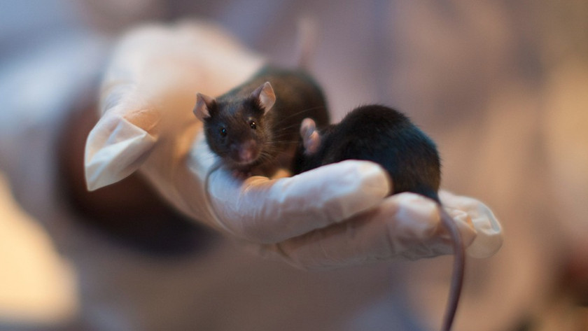 esperma en el espacio