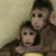 monos clonados