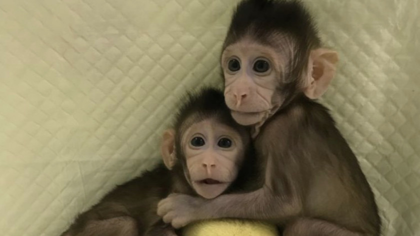 monos clonados