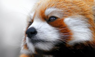 firefox