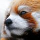firefox