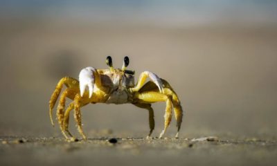 GrandCrab
