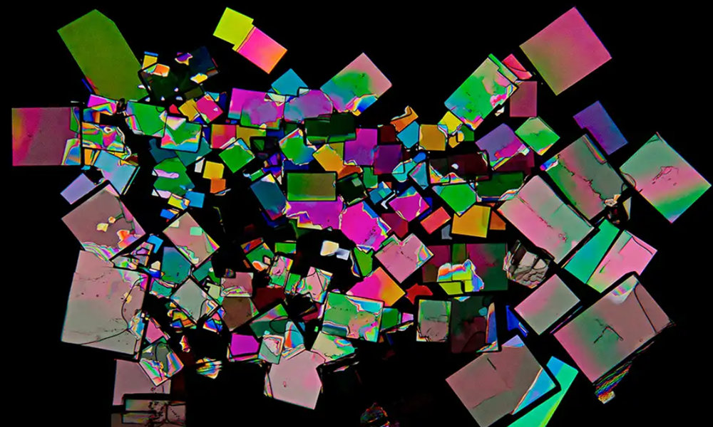 almacenamiento biológico