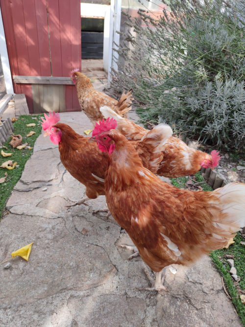 realme X2 Pro Gallinas