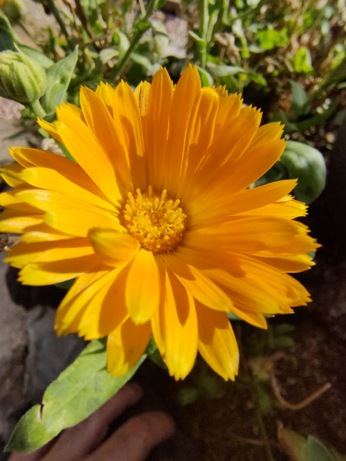 realme X2 Pro flor Color HDR