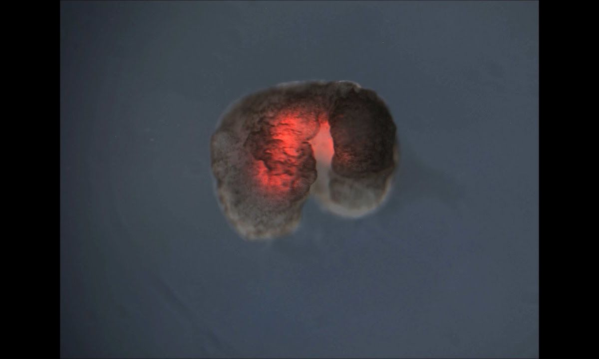 robots vivos - Xenobots