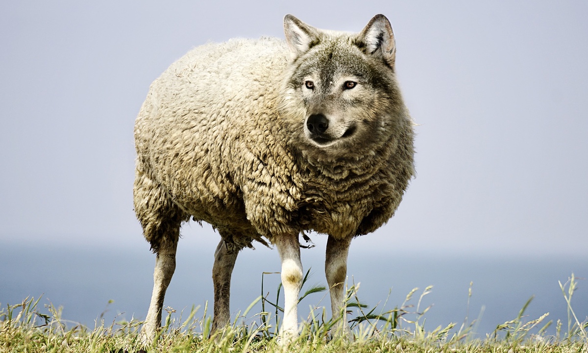 Phishing: lobos con piel de cordero