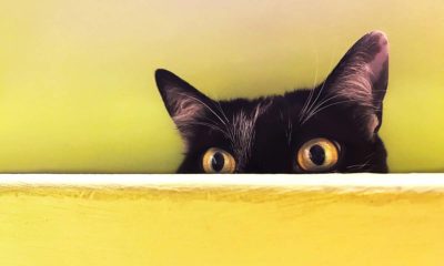 Coronavirus: un medicamento para gatos podría ser la solución