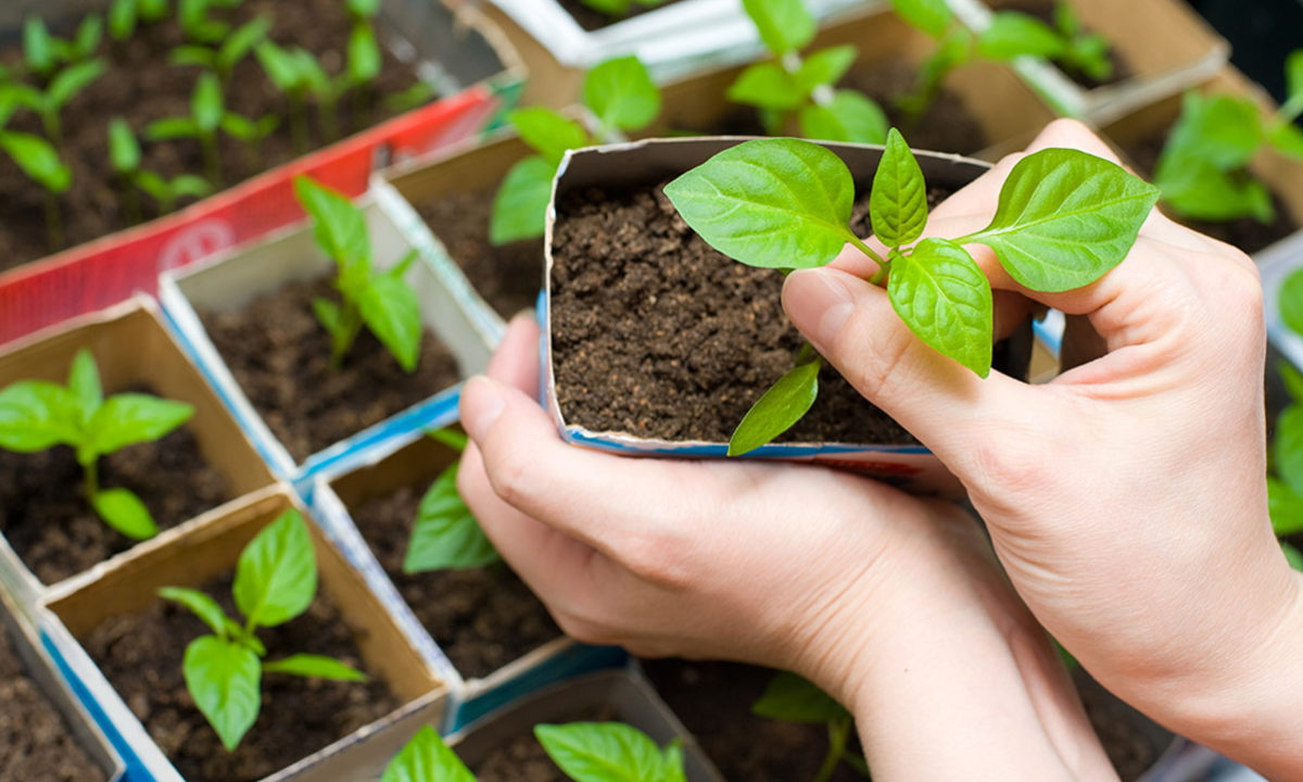 Lo más buscado en Google 2020 huerto