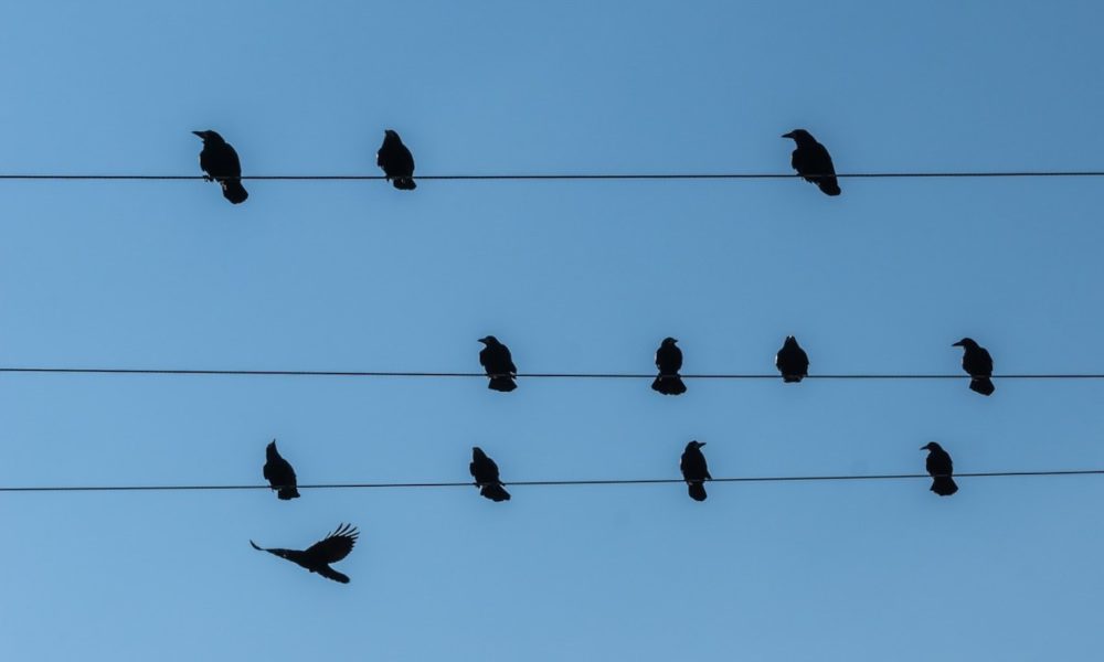 verificación de twitter