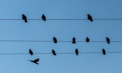 verificación de twitter