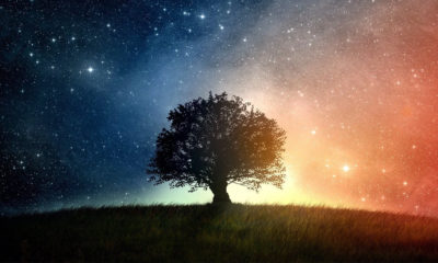 Científicos de la NASA El árbol de la vida