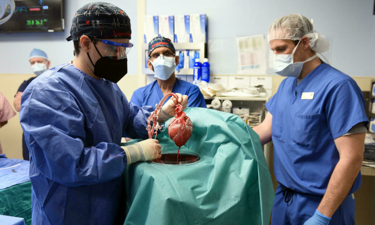 Primer trasplante de corazón de cerdo a humano