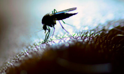 El Cambio Climático empeora las enfermedades humanas