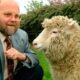Fallece Sir Ian Wilmut, "padre" de la oveja Dolly