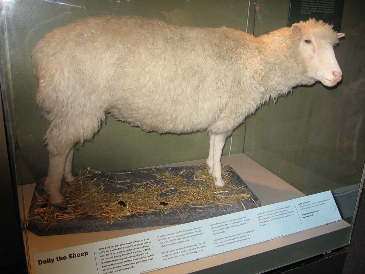 Fallece Sir Ian Wilmut, "padre" de la oveja Dolly