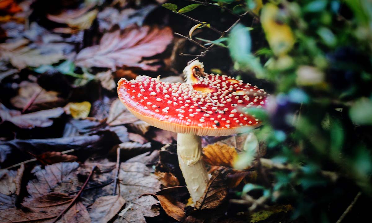 Nightshade, "veneno" para las IAs generativas de imágenes