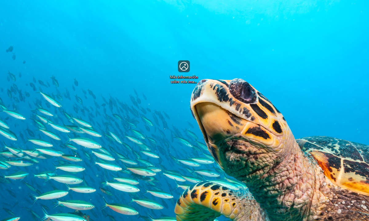 Windows 11 wallpaper