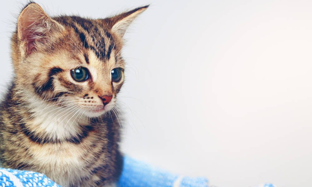 CatAttack, hablando de gatos con la inteligencia artificial