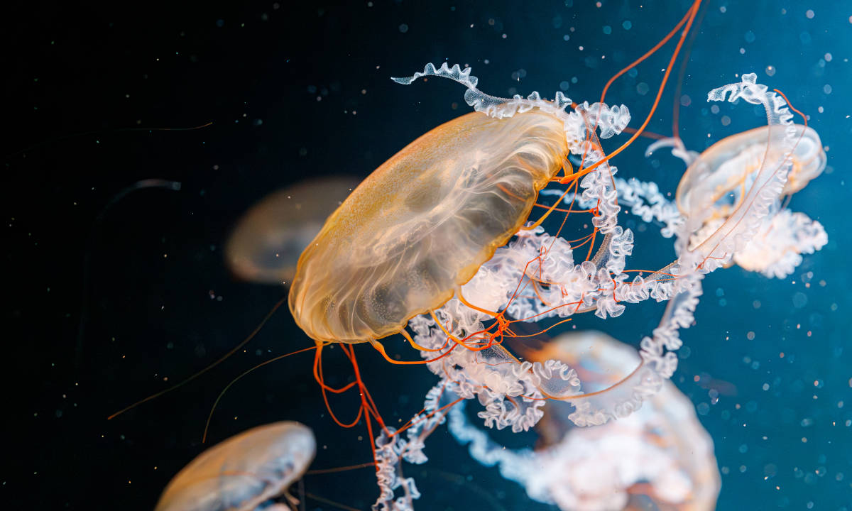 Averigua si hay medusas en tu playa con estas apps y webs