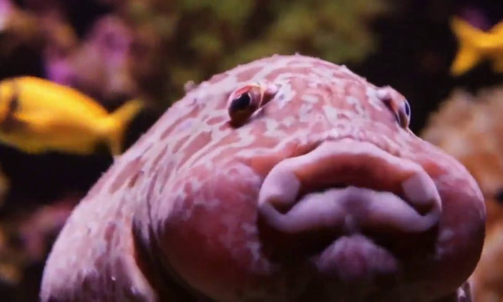 Veo 3, ya disponible en España